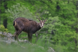 <p>KAMZÍK HORSKÝ (Rupicapra rupicapra) Lužické hory, Studenec ---- /Chamois - Gämse/</p>